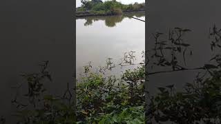 upan lumut dan Masako jos buwat mancing ikan nila [upl. by Adnuhsar]