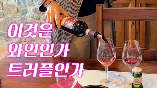 🍷보이면 바로 사야하는 와인 이탈리아 3대 BDM 포지오 디 소토 와이너리 투어Poggio di Sotto Winery Tour Montalcino Italy [upl. by Nira]