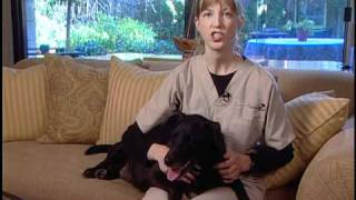 How to Care for a Dog with Degenerative Myelopathy [upl. by Assen]