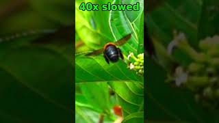 Dusky Carpenter Bee flying off at 40x slow mo [upl. by Fanchan996]