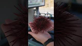 Red Sea Urchin Spines and Pedicellariae  Telonicher Marine Lab seaurchin uni echinodermata [upl. by Ahseila]