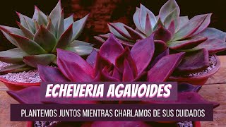 Plantemos juntos y hablemos de Echeveria agavoides [upl. by Agemo]