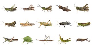 🦗 Learn Grasshopper Types in English Types of Grasshoppers English Names of Grasshopper Species🦗🦗🦗 [upl. by Nairod53]