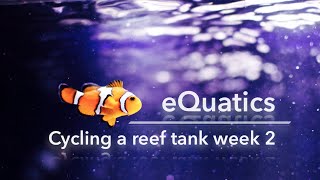 How to cycle a saltwater tank week 2 [upl. by Aivuy]