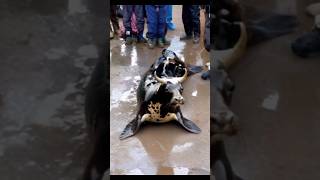 The giant fishcow ♈ viral wildlife seafish shorts like subscribe TEACHINGDEMO20 [upl. by Nahshu781]