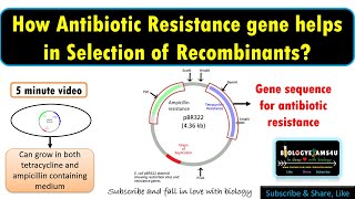 How do Antibiotic Resistance Genes function as selectable marker or helps in transformant selection [upl. by Ayr150]