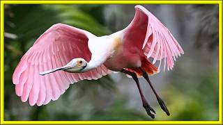 PERFECT BIRD WITH PINK COLOR  ROSEATE SPOONBILL [upl. by Pacian]