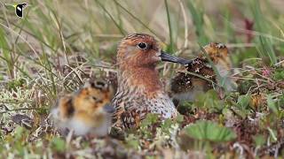 Spoonbilled Sandpiper Hatch [upl. by Ahcsropal924]