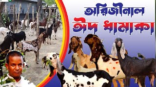 এই রমজানে অরিজিনাল ছাগলের বিশেষ অফার দিলেন আনোয়ার ভাই  বিটোল তোতা যমুনা  Goat Farming [upl. by Odicalp]