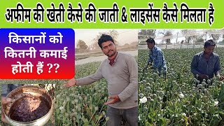 afim ki kheti full information अफीम की खेती की पूरी जानकारी  Agritech Guruji [upl. by Rayford]