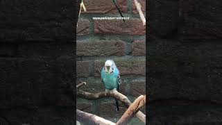 grasparkieten budgies budgerigar lovebirds parkieten birdsounds aviary birds parakeets [upl. by Anyd]