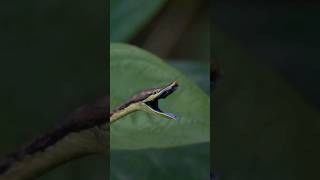 Cahuita National Park Costa RicaCanada➡️ Argentina wildanimals costarica panamericana nature [upl. by Nahsyar]