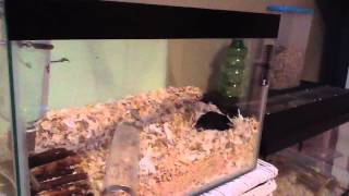 How to breed gerbils Requested Part 1 [upl. by Mindy]