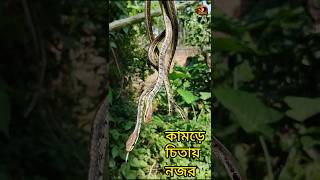 মানুষ মরলে চিতার ধোঁয়া দেখতে চায় এই সাপ Snake bite death fact reptopedia snakebite shorts [upl. by Amikan]