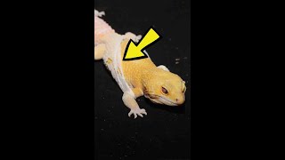 Why Do Reptiles Shed Their Skin [upl. by Akiem]