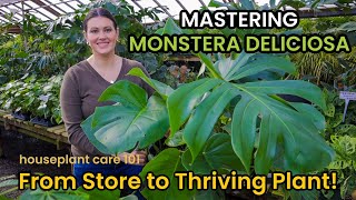 How To Shop amp Care For MONSTERA DELICIOSA  Plant Care Light Repot Soil Water Houseplant Care 101 [upl. by Haiacim541]