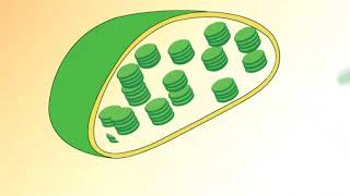 Structure of Chloroplast [upl. by Ruthven]