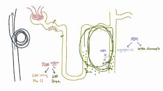 Role of Urea in the Kidney  Part 2 [upl. by Eyaf258]