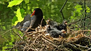 A BEAUTIFUL STORY OF GALLINULES  THIRD PART OF THE SOURCE [upl. by Philbo]