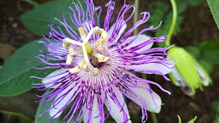 Day 9 Of The everybitcountschallenge  Drying and Storing Passiflora Incarnata For Tea [upl. by Hartzell]