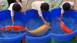 Super Jumbo Koi 100cm Beauty Jumbo Koi [upl. by Jeffie]