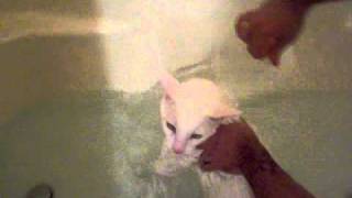 Kitty Screams Like small child getting a bath [upl. by Greenberg]