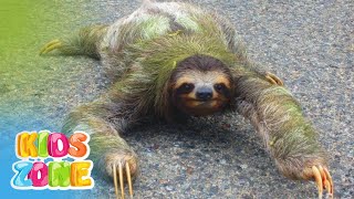 Slowest Animals in the World For Kids  Top 12 Slowest Animals and Their Speeds  Laziest Animals [upl. by Gelasias]