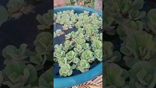 water lettuce Pistia stratiotes aquatic plant beautiful view viralshortvideo shortsfeed yt [upl. by Marston]