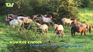 Konik herd roaming in Blauwe Kamer Nature reserve [upl. by Adelpho414]