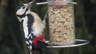 Vögel und ihre Stimmen  Buntspecht [upl. by Sheffie]