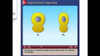 Phytochrome Signaling McGraw Hill [upl. by Fae]