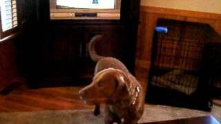 Tucker dog loves singing to the Empire Carpet commercial [upl. by Thaxter]