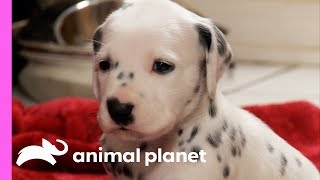 Fireman Becomes New Owner Of A Lovable Dalmatian  Too Cute [upl. by Cirdahc]