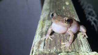 INVASIVE Coqui Frog in Hawaii Coqui Sounds [upl. by Maurilia784]