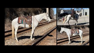 Flea Bitten Missouri Foxtrotter Gaited Trail Horse For Sale [upl. by Notpmah]