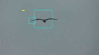 How to Build a RealTime Bird Detection System with OpenCV [upl. by Reeba]