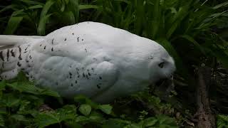 Schnee Eule beim Fressen zuschauen aus Zoo Berlin 08052021 [upl. by Xed]