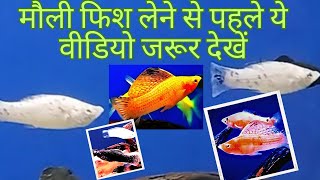 मौली फिश लेने से पहले ये वीडियो जरूर देखें mollyfishbreeding mollyfishcare [upl. by Anselma]