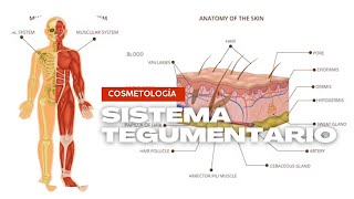 Cosmetología y Cosmiatría Sistema Tegumentario [upl. by Kazue]