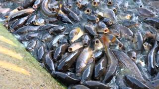 Pymatuning spillway carpfest 2011 Ducks walk on the fish Millions of fish [upl. by Earazed833]