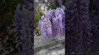 Chinese wisteria in bloom wisteria [upl. by Roderick]