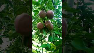 dubai wala tour😁Jeromine variety apples with beautiful natural colour😍🍎ytshortsappletrending [upl. by Hillhouse]