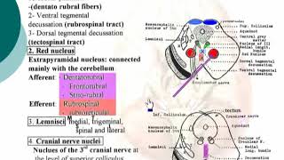 36 Tegmentum Neuroanatomy 36 cxt [upl. by Fachini]