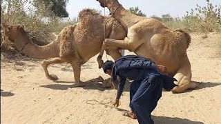 Camels Video  Camels Short video  Camels Viral video  Camels Sounds  Camels marketing [upl. by Tuppeny]