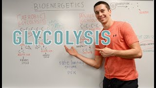 Glycolysis Explained Aerobic vs Anaerobic Pyruvate Gluconeogenesis [upl. by Htebazila]