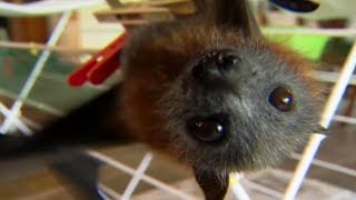 Flying Fox Fairy Tale 🦇 Bat Documentary  Natural History Channel [upl. by Aratak834]