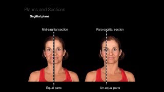 Introduction to Anatomy [upl. by Aicilyhp]