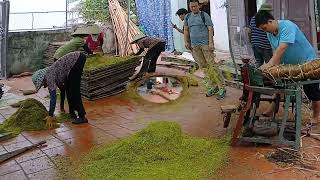 Traditional Tobacco Thuoc Lao Processing in Vietnam From Leaf to Smoke [upl. by Cyndie238]