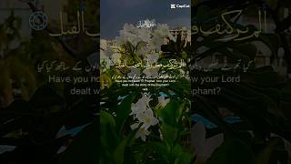 Bishmillahhir Rahmanur Rahim trending  surah shortvideo 🤲 [upl. by Meggie353]