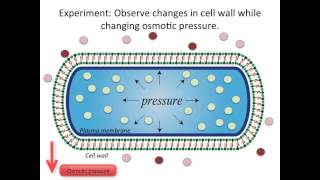 The Response of Bacterial Growth and Division to Osmotic Shock [upl. by Airbas]